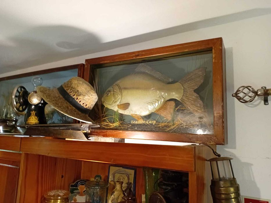 Peixe antigo em resina com moldura de vidro,