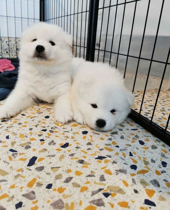Samoyed szczenię śliczny samiec z rodowodem