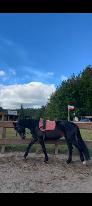 Sprzedam klacz 5 lat pks