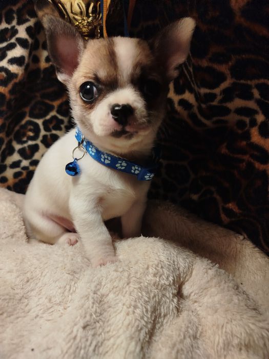 Самый лучший друг это чихуахуа мини мальчик Коби тип