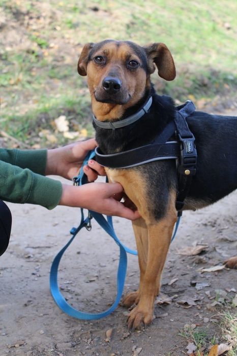 Piękna Donna poleca się do adopcji!