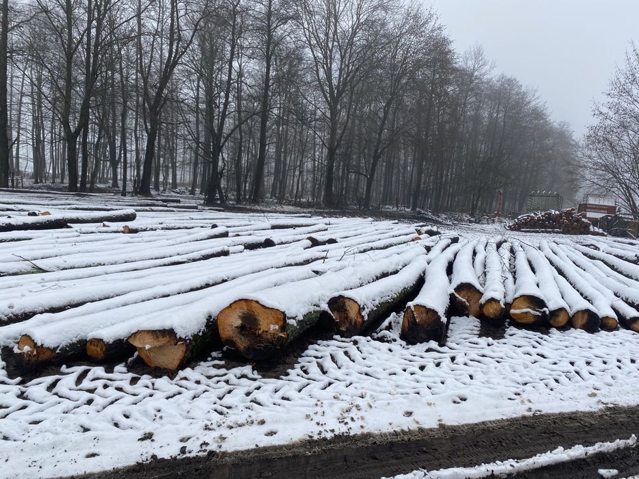 Skup i transport drewna paletówki, papierówki, kłody, dłużycy