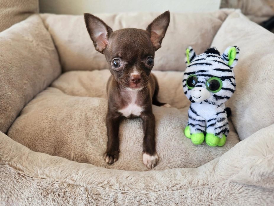 Lindo e meigo Chihuahua