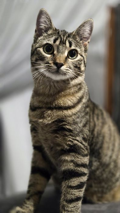 Зооняня, перетримка, вигул собак.