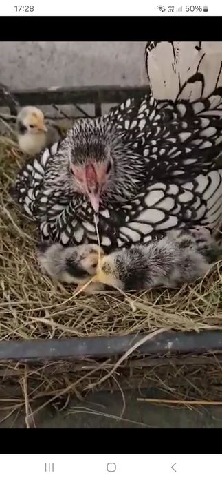 Продам кури срібний сібрайт