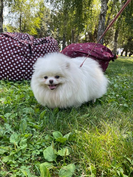 Померанский шпиц. , мальчик !