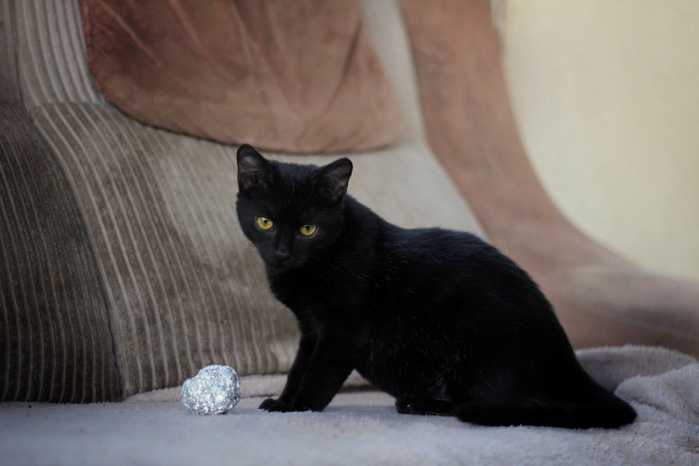 Lila i George- kocięta do adopcji