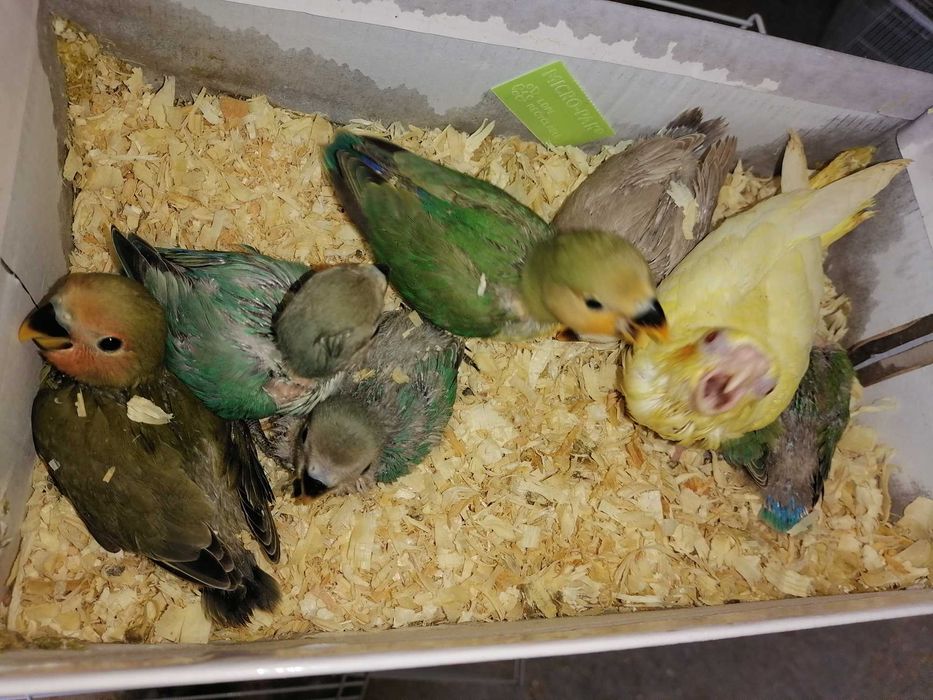 Kit canário a cantar+gaiola+ração