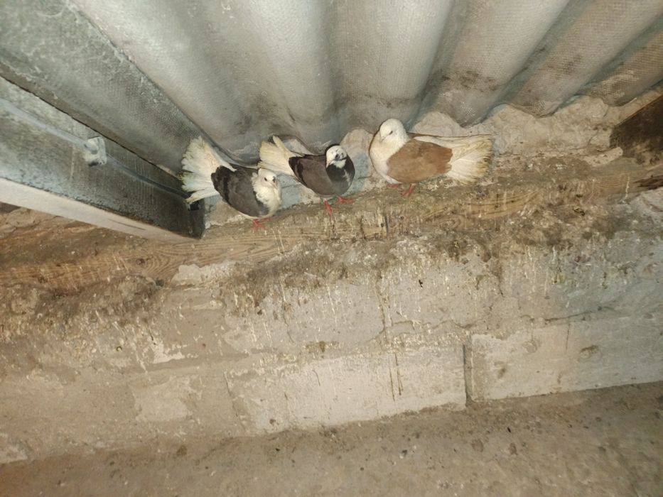 Sprzedam gołębie rasowe 7  sztuk MOŻLIWOŚĆ WYSYŁKI