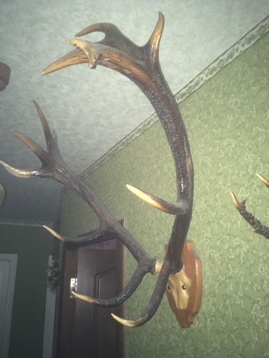 Рога оленя большие