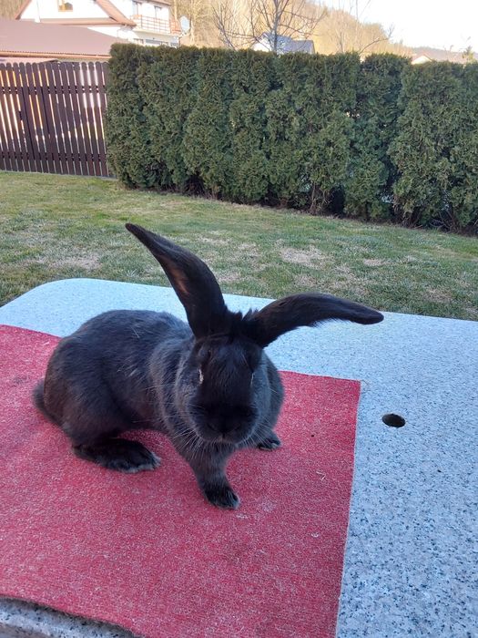 Królik srokacz czarny