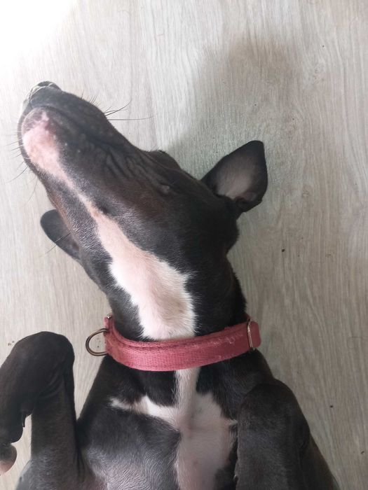 Cadela xPitbull para adoção