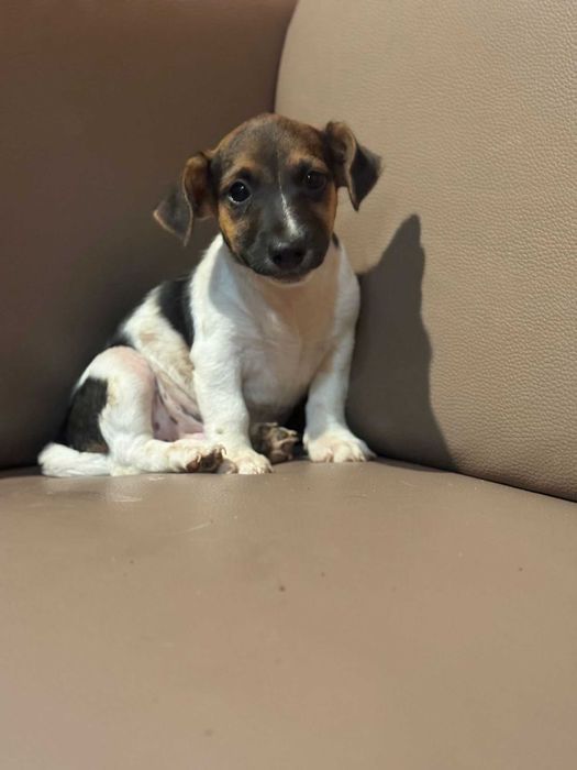 Jack russell terrier