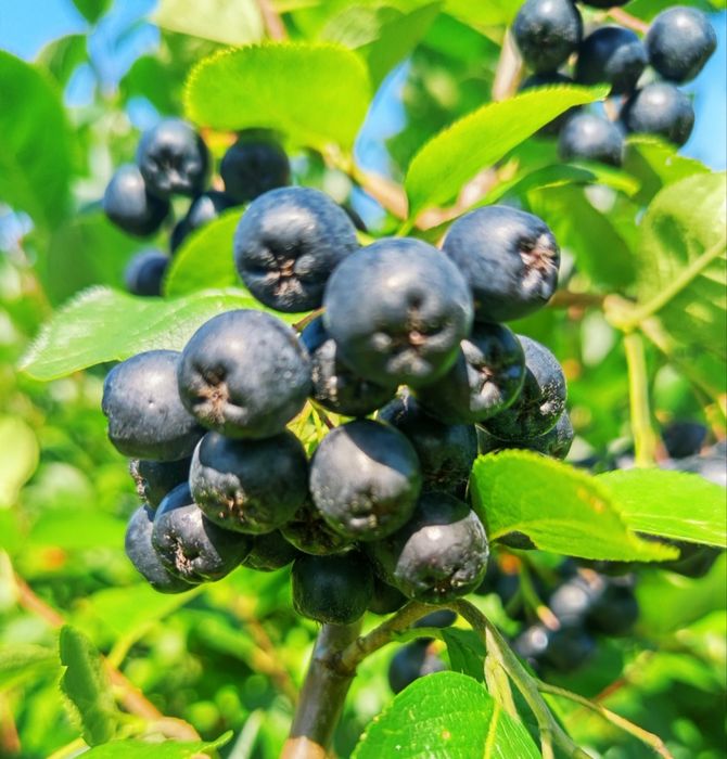 Aronia ekologiczna 100%