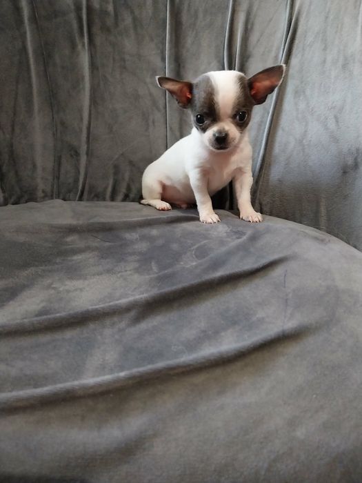 Chihuahua śliczny mini piesek !