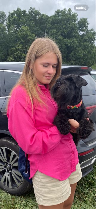 Sznaucer Miniaturowy FCI ZKwP gotowy do odbioru