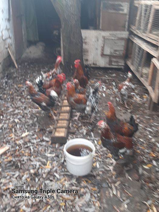 Молодые петушки породы ливенские ситцевые