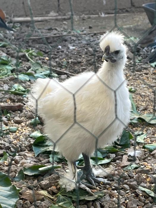 Galo sedosa do japao