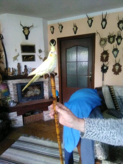 Papugi ręcznie karmione