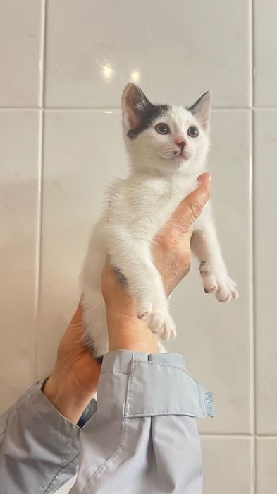 Gatinho macho para adoção responsável