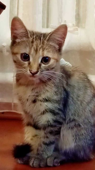 Котики-муркотики