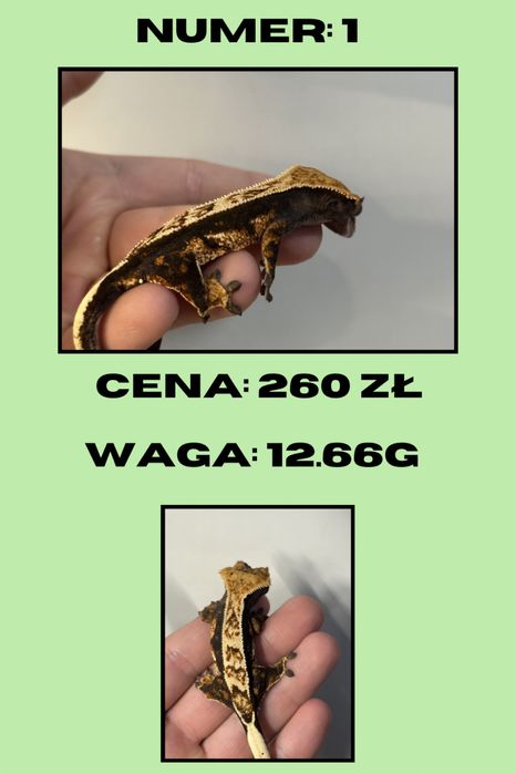 Gekon Orzęsiony, promocja