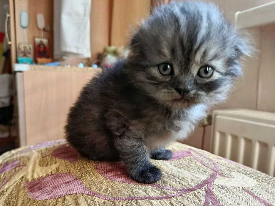 Кошенята в добрі руки