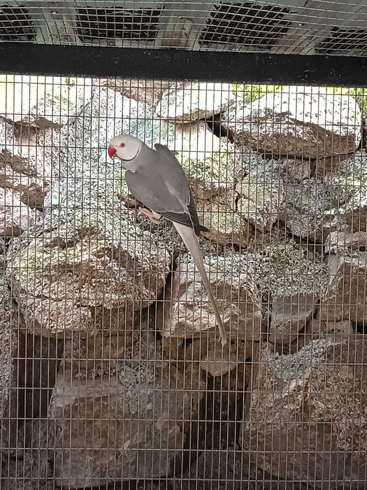 Ring necks ccs 2025 e adultos