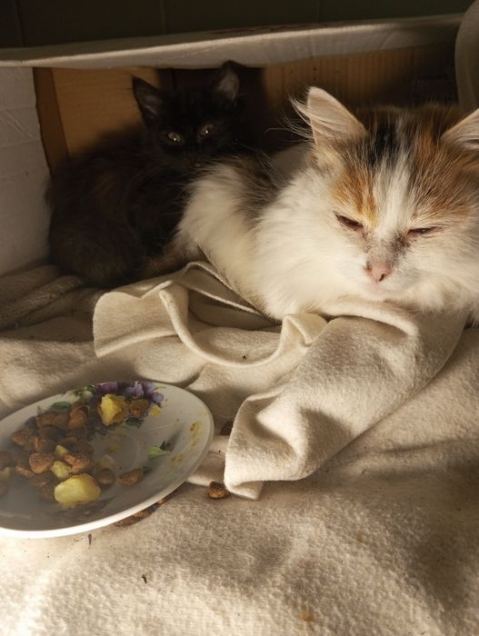 Спритна киця для мишей