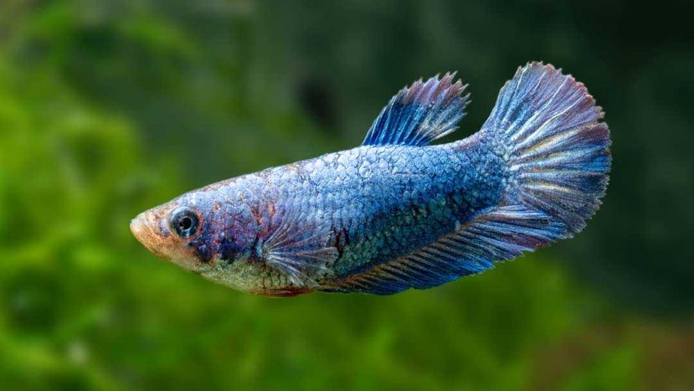 Bojownik wspaniały SAMICA NIEBIESKA - Syjamski - Betta - wysyłamy