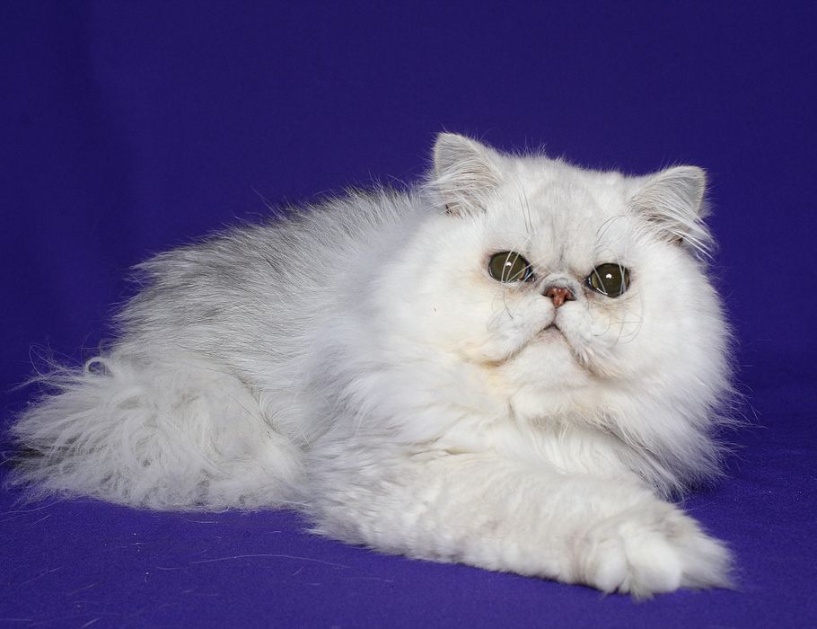 Серебристая персидская девочка