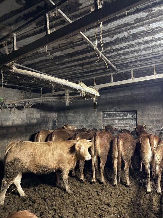 8 Novilhas prontas para abate