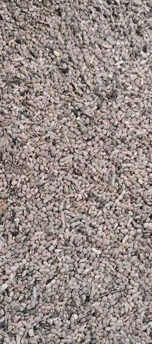 Seradela ekologiczna