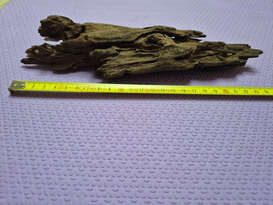Korzeń mangrowca 25 cm