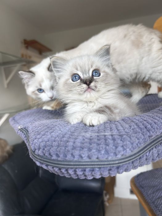 Ragdoll, kociak, kocię, kocurek
