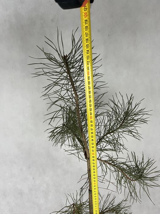 Sosna czarna 120 cm iglak wysyłka