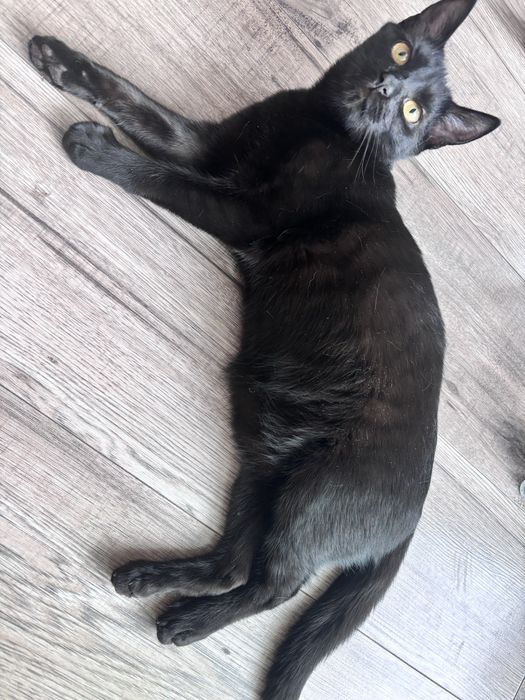 Oddam dwa koty samice