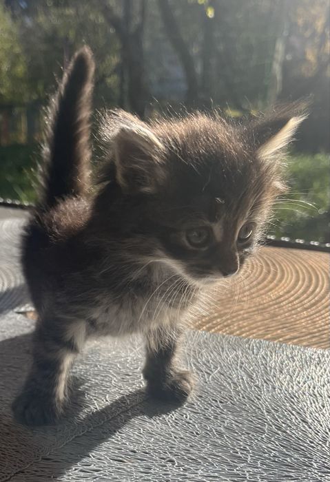 Кошеня Київський Шелкомур