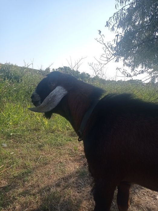 Племений АН козел