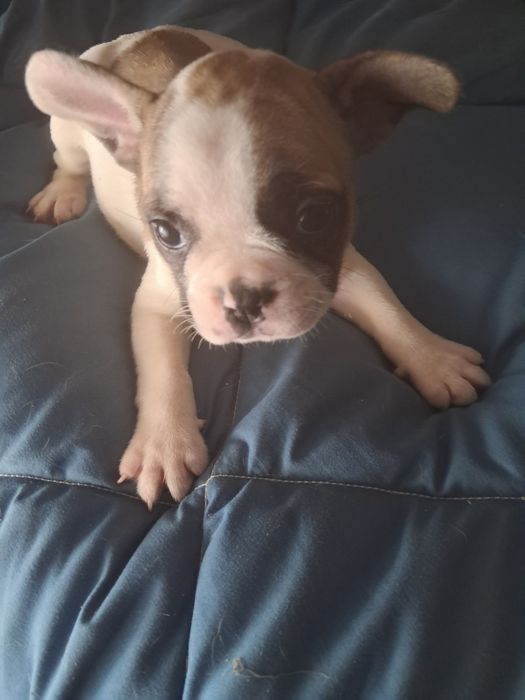 Bulldog frances fêmea