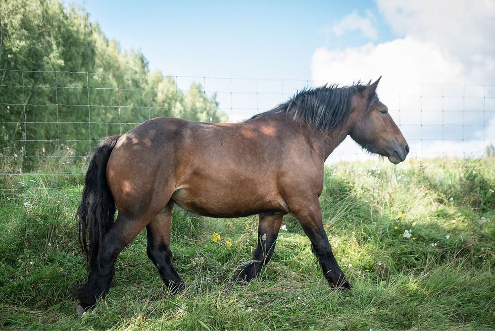 Sprzedam klacz rasy Arden Polski