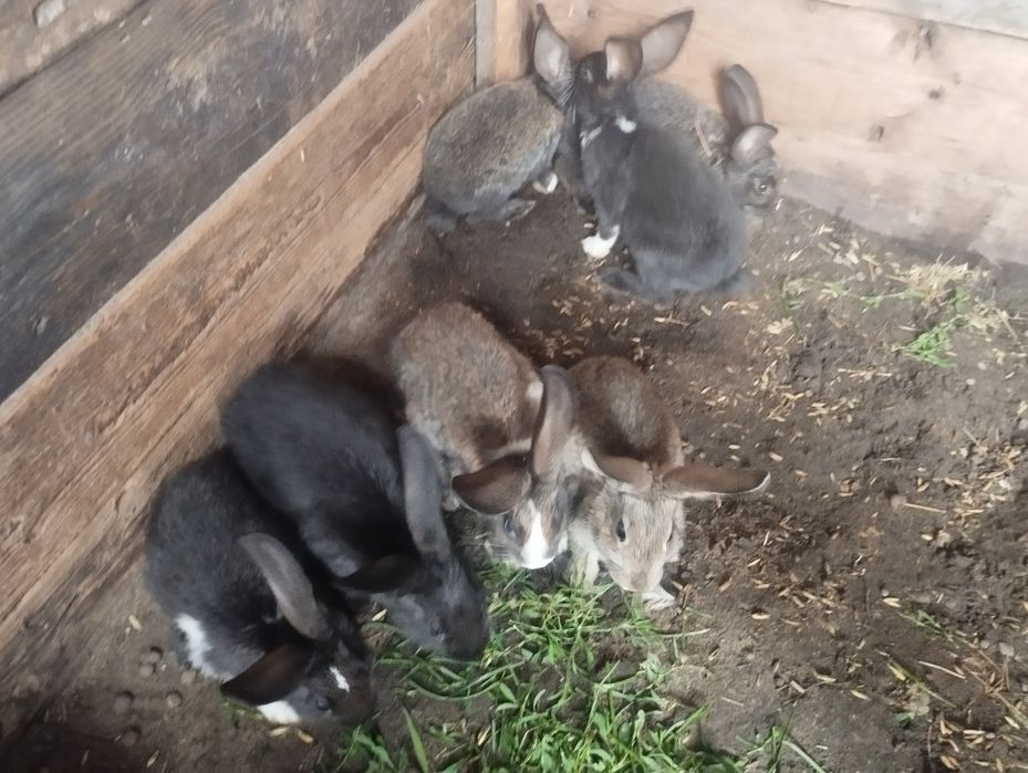 Продам самців і самок кролів
