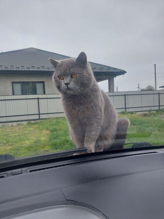 Ласкаво чекає побачень