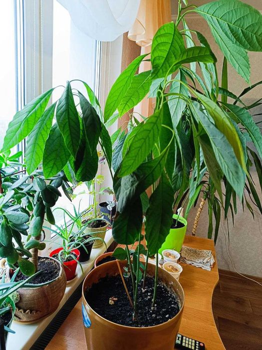 Продам авокадо з 5 та 4 дерев в одному горщику.