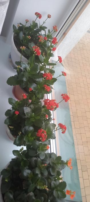 Каланхоє     .        .