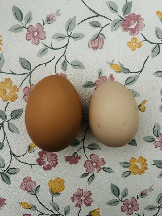 Ovos granizas tamanho pequeno