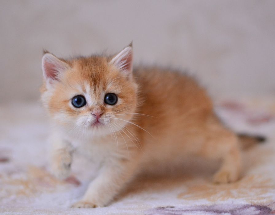 Золотий хлопчик британець