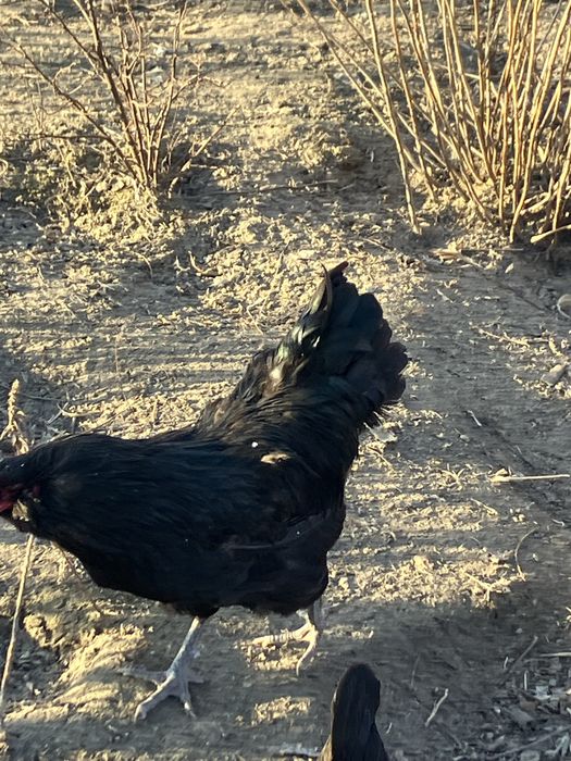 Інк.яйця Амераукана