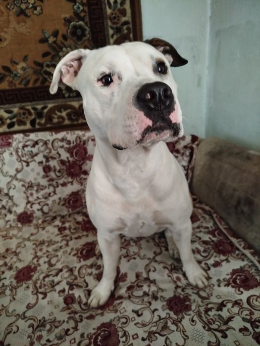 нужна сука для вязки