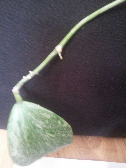 Hoya KERRI splash hoja